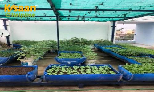 टेरेस गार्डनिंग: घर की छत पर सब्जियां उगा कर दैनिक उपयोग में ले सकते है ताज़ी सब्जियां